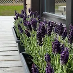 度假居 Spithamn & Private Sauna Retreat *