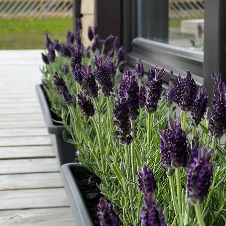 Feriehus Spithamn & Private Sauna Retreat *